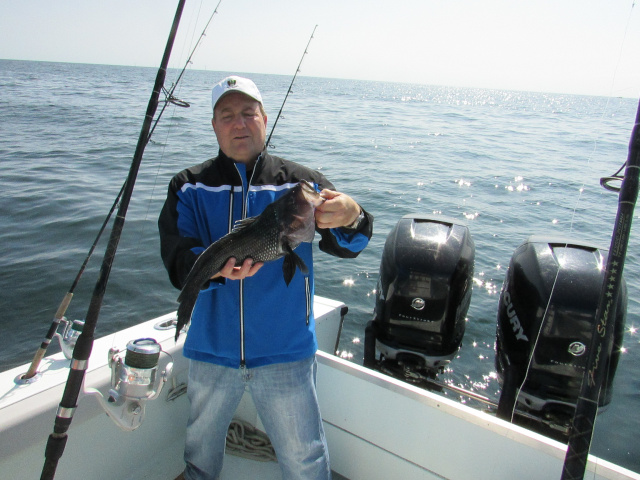 Block Island Sea Bass